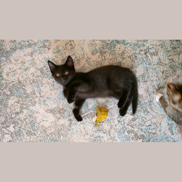 Photo of Neelix