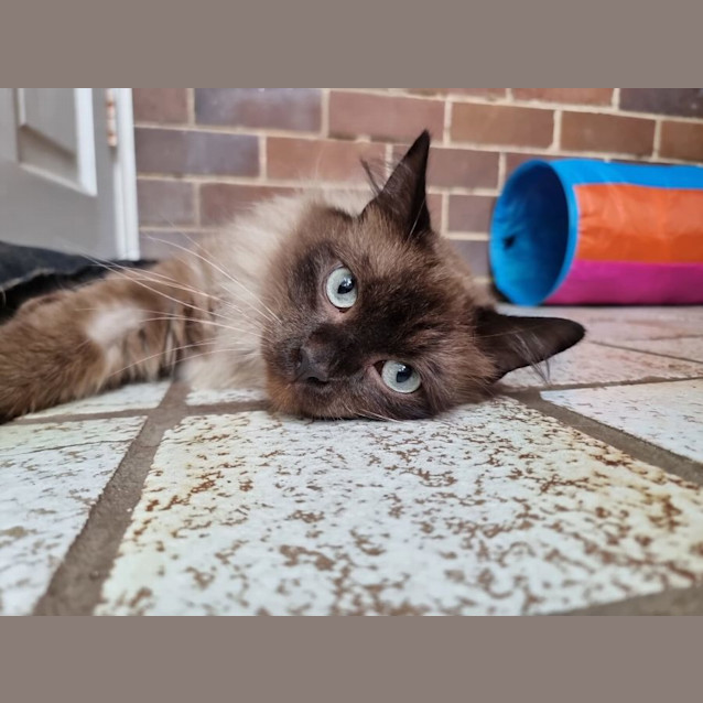 Photo of Pistachio