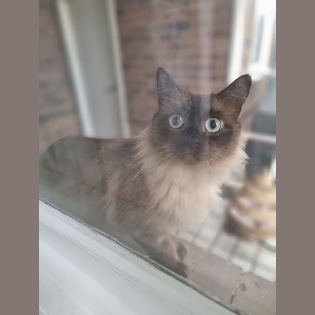 Photo of Pistachio