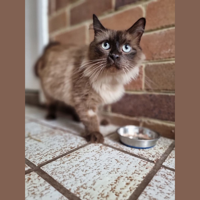 Photo of Pistachio