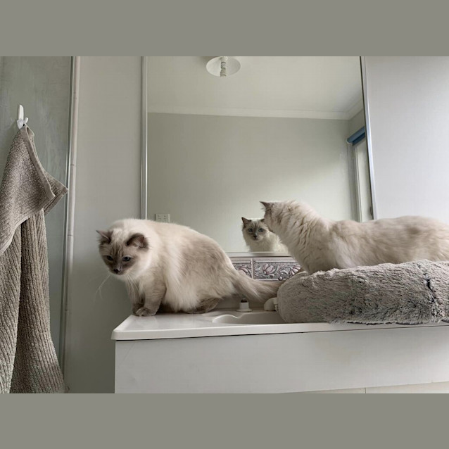 Photo of Theo (Was Oscar)