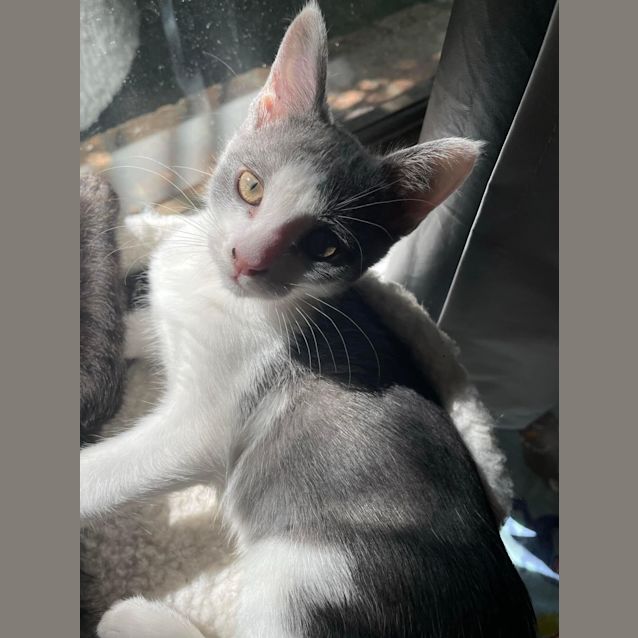 Photo of Rocket