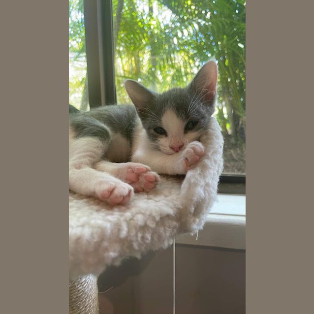 Photo of Rocket