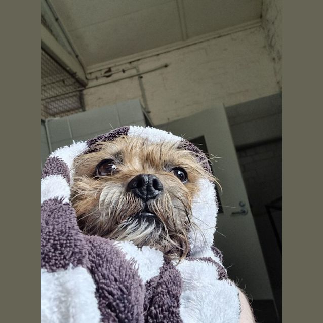 Photo of Bindi