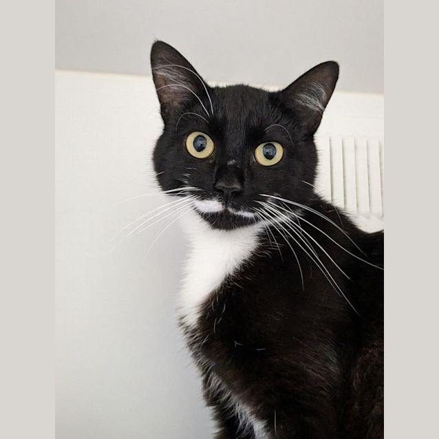 Photo of 🍔 Pickles F02717 🍔