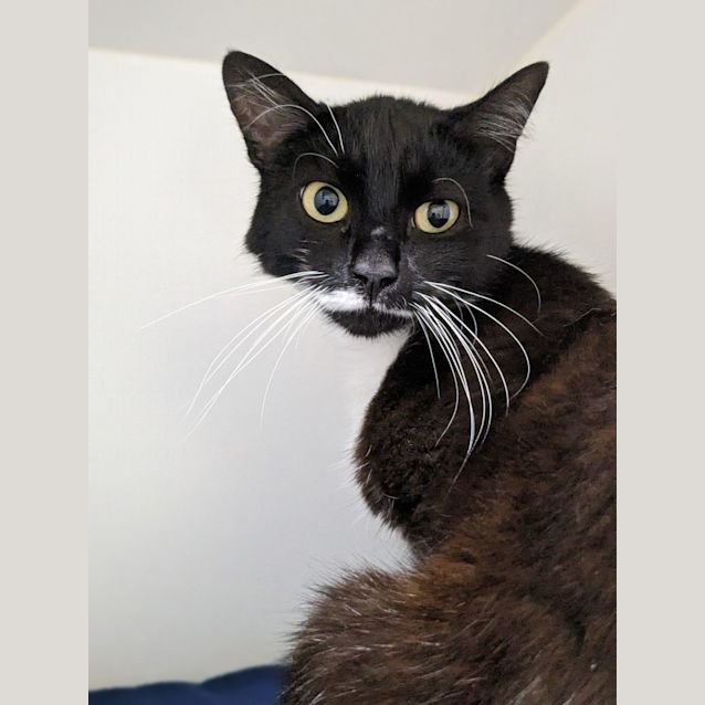 Photo of 🍔 Pickles F02717 🍔