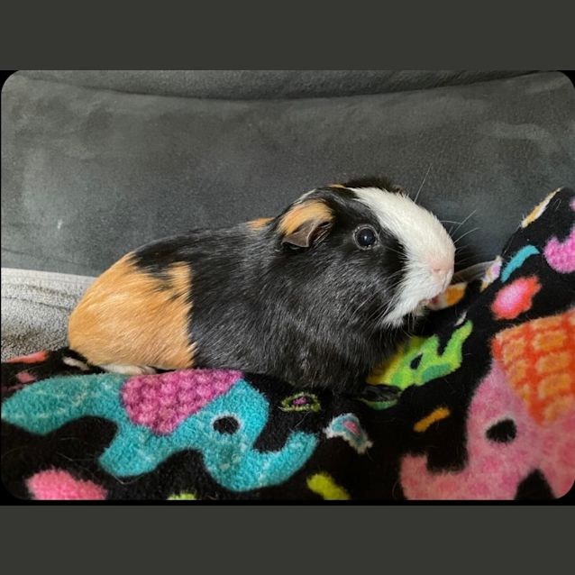 Photo of Leo & Zac (Located In Rowville)