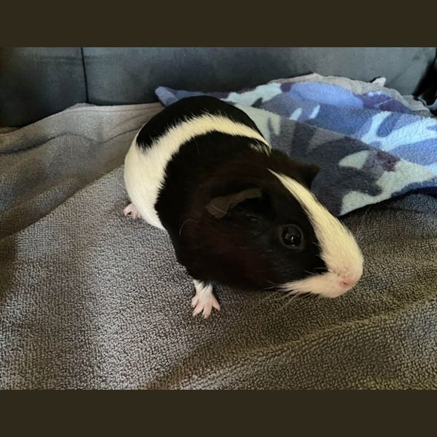 Photo of Leo & Zac (Located In Rowville)