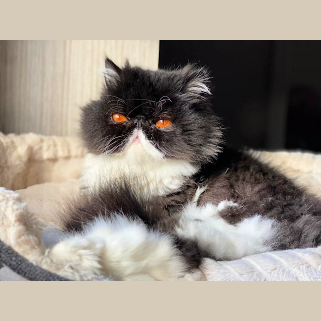 Photo of 🖤Benedict🖤