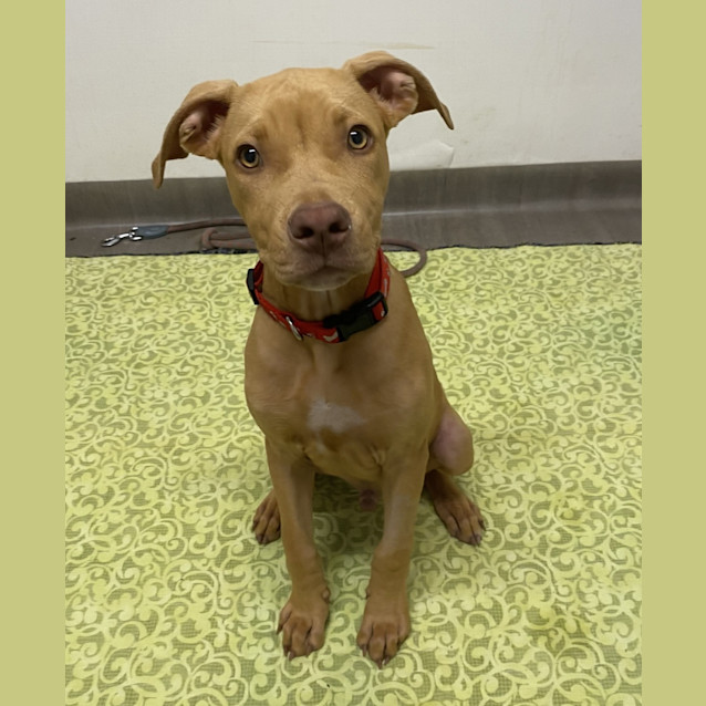 Photo of Rusty