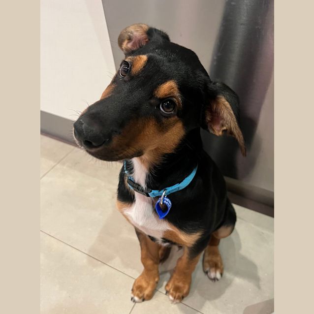 Photo of Joe   3 Month Old Kelpie X Border Collie (Trial)