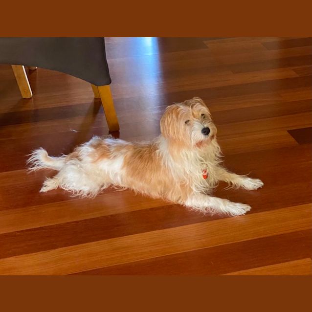 Photo of Sweet Lady Tess 