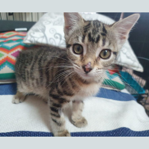 Photo of Hazel And Holly Bonded Kittens