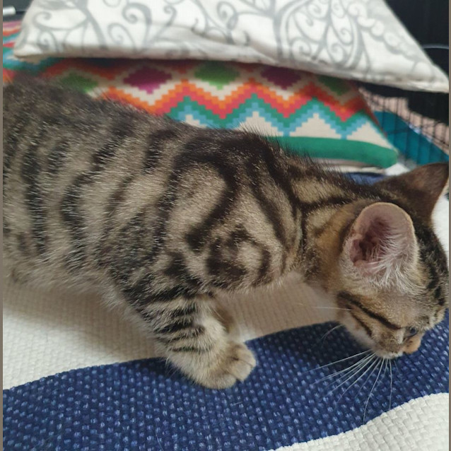 Photo of Hazel And Holly Bonded Kittens