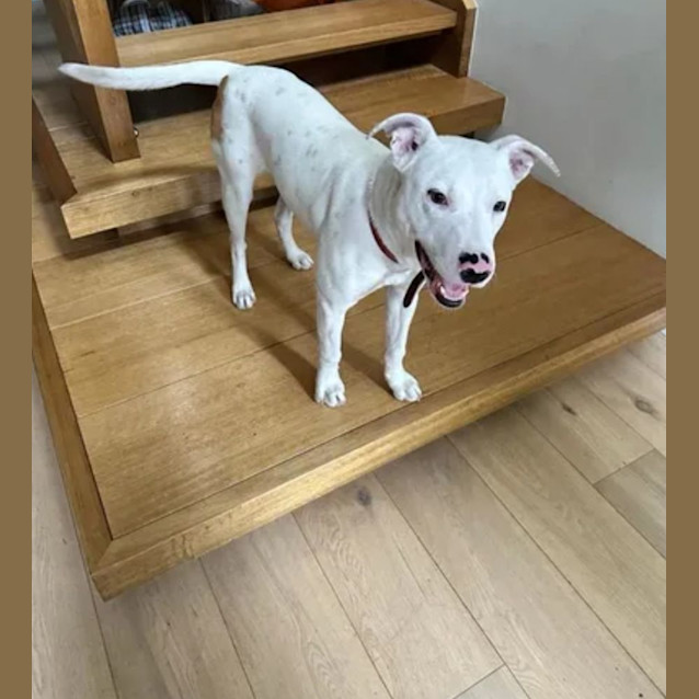 Photo of Lucy 