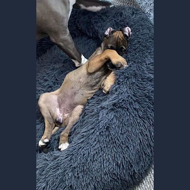 Photo of Redbell   8 Week Old Bull Arab X (Trial)
