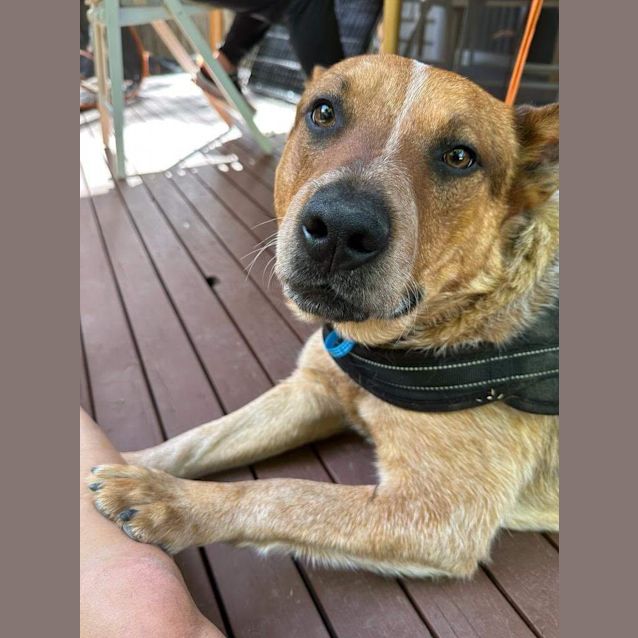 Photo of Baloo