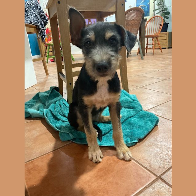 Photo of Dixie