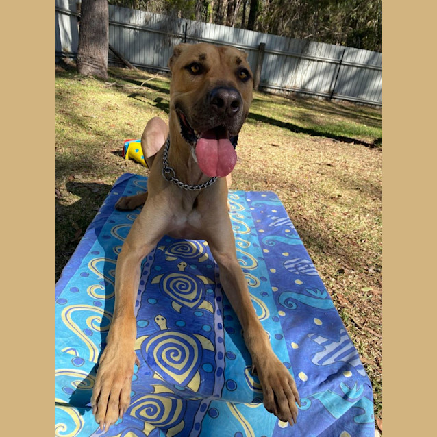 Photo of Romeo