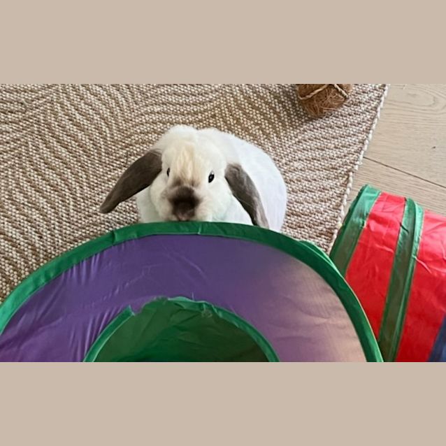 Photo of Stefan (Located In Moonee Ponds)