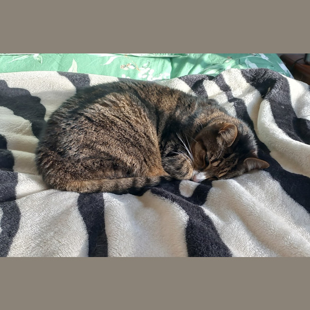 Photo of Professor Purrington