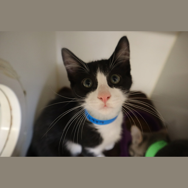 Photo of Basil