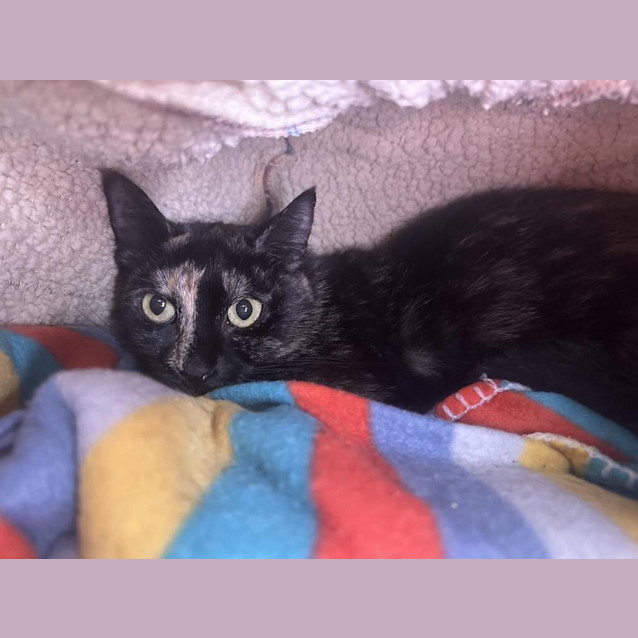 Photo of Bobbin