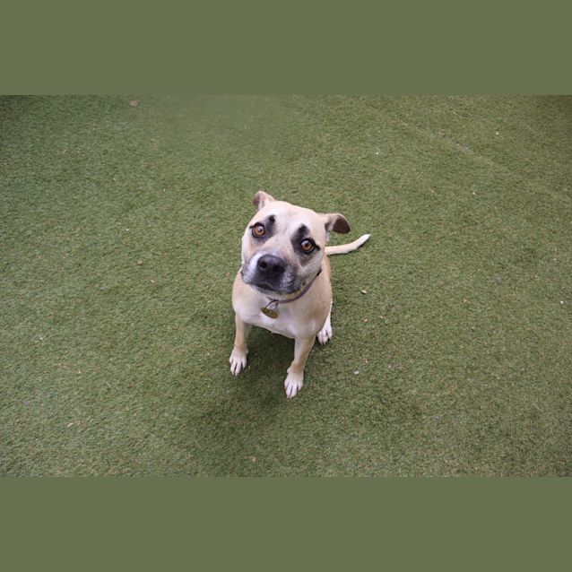 Photo of Daisy