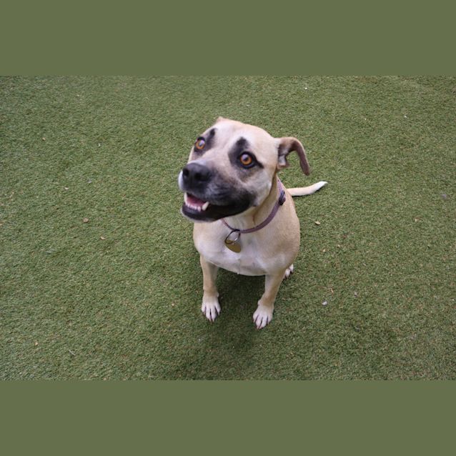 Photo of Daisy