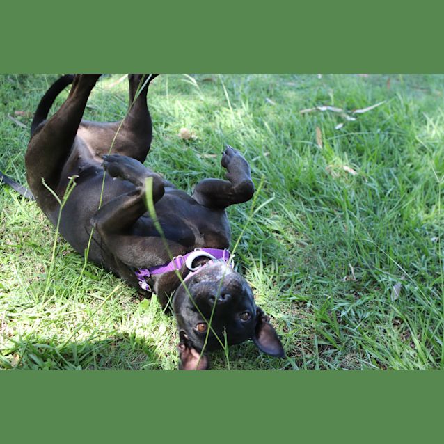 Photo of Missy