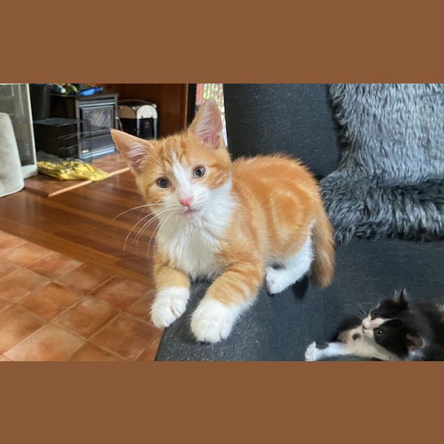 Photo of Ginger