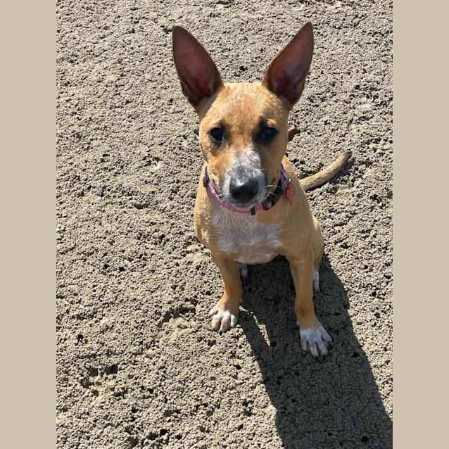 Photo of Ginger