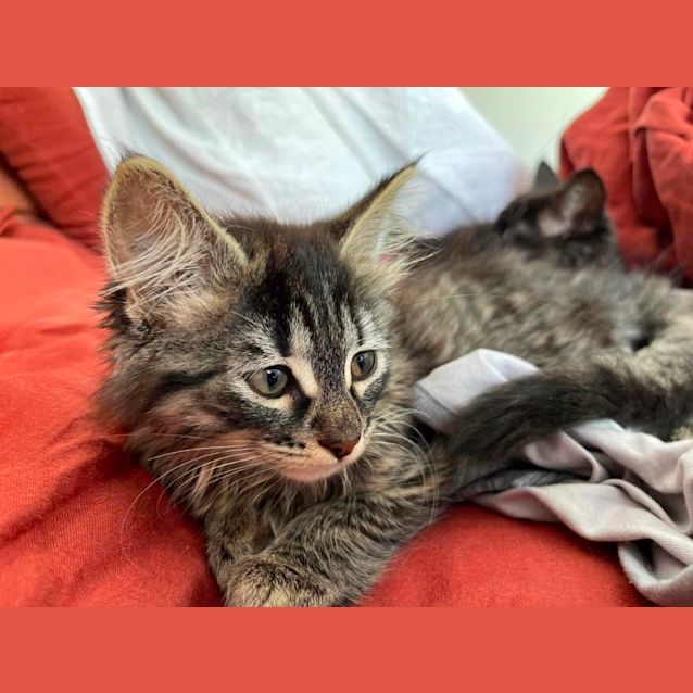 Photo of Shmi ** 2nd Chance Cat Rescue**