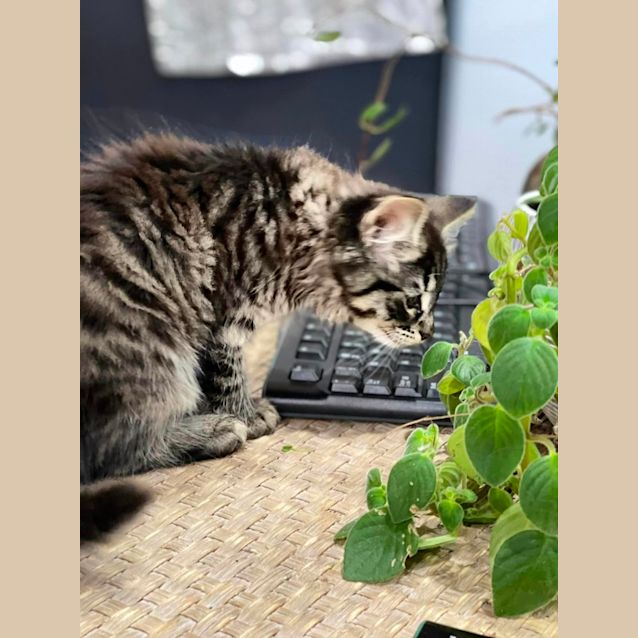 Photo of Shmi ** 2nd Chance Cat Rescue**