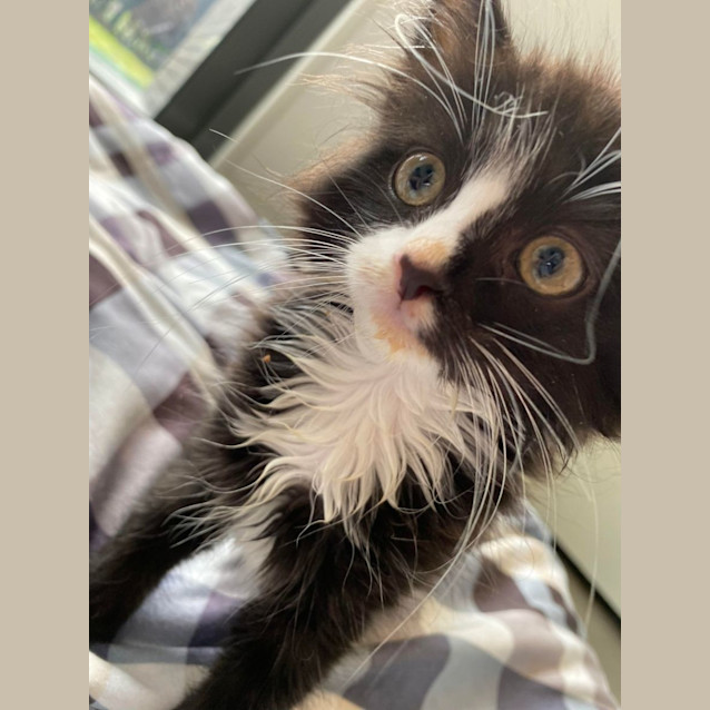 Photo of Scout 