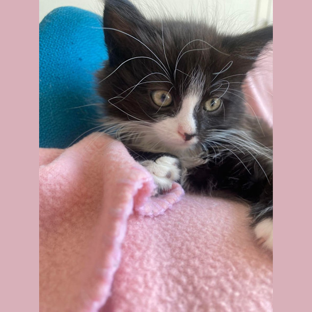Photo of Scout 