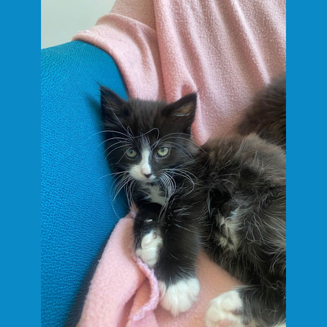 Photo of Scout 