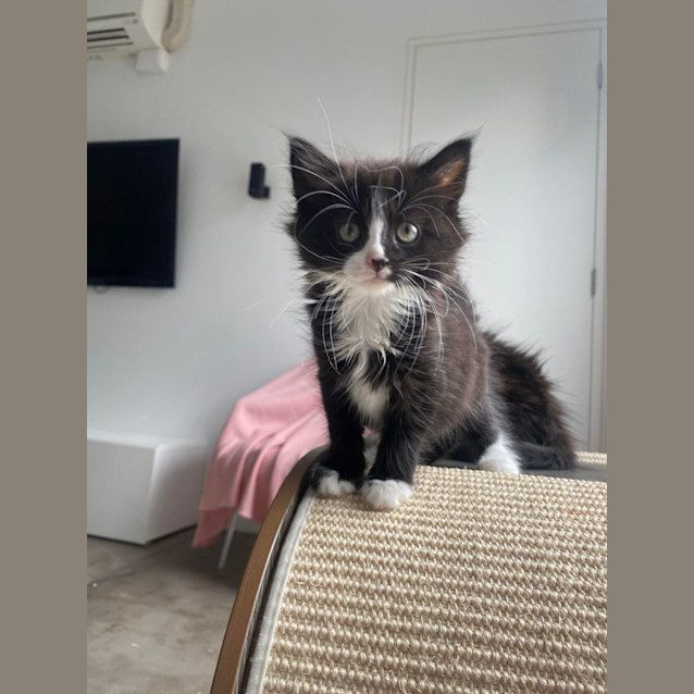 Photo of Scout 