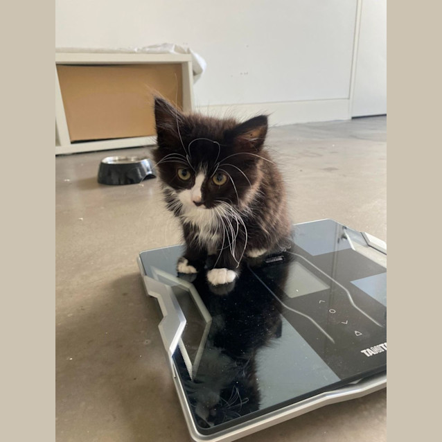 Photo of Scout 
