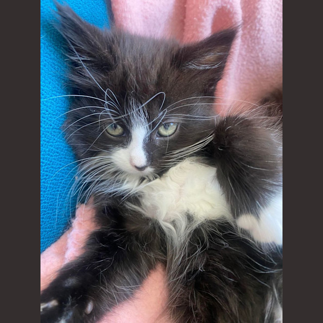Photo of Scout 