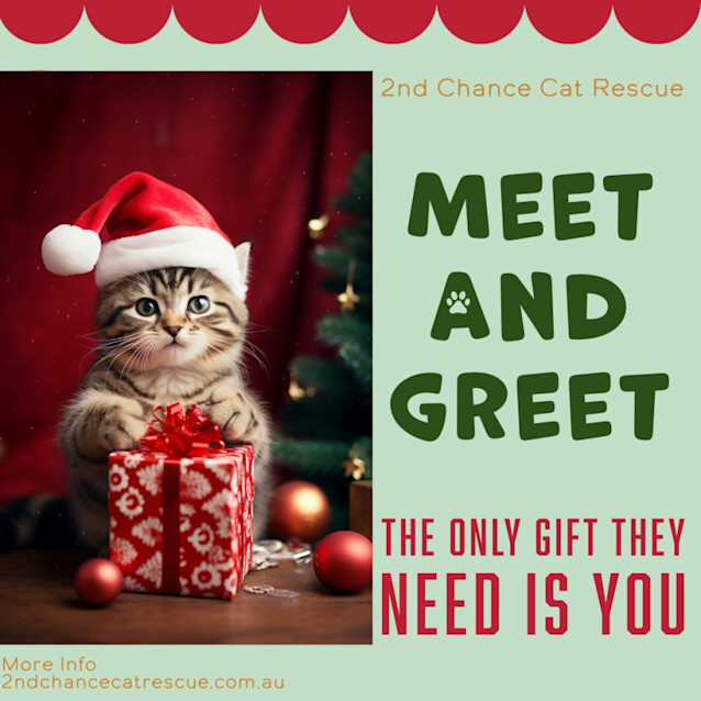 Photo of Luna ** 2nd Chance Cat Rescue**