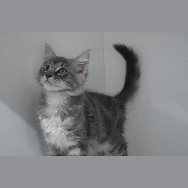 Photo of Willow