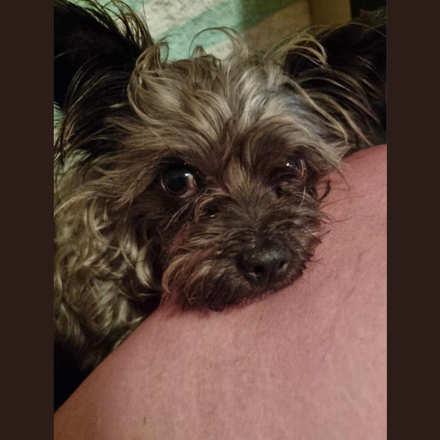 Photo of Chilli