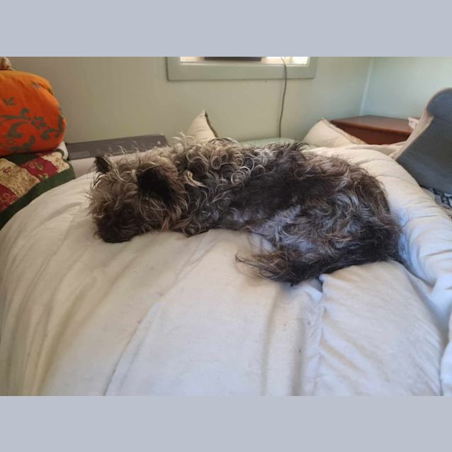 Photo of Chilli