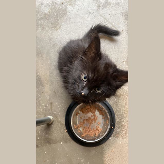 Photo of Samson