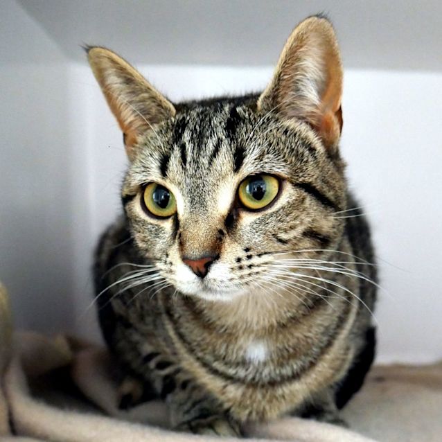 Photo of Simba & Nala