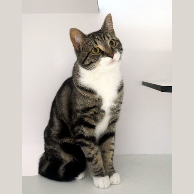 Photo of Simba & Nala