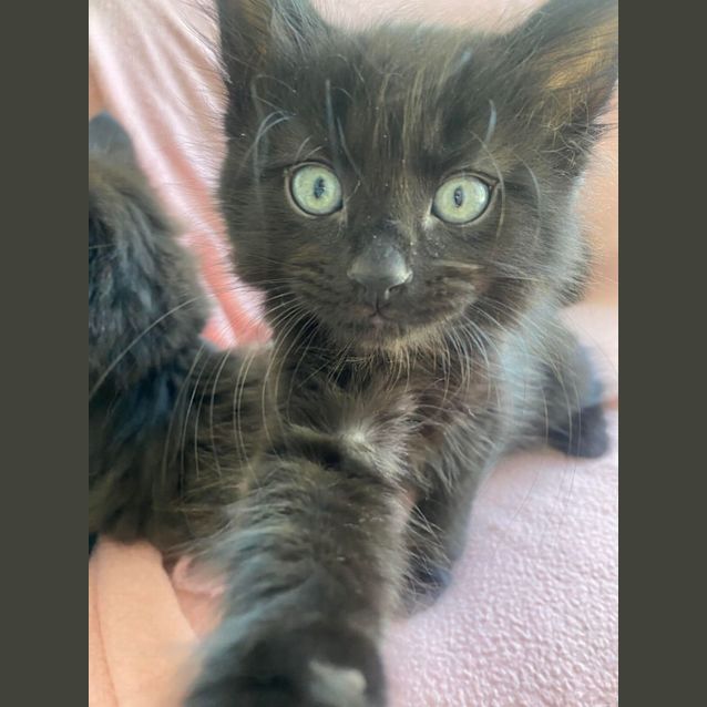 Photo of Saber 