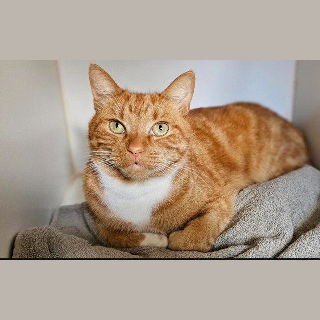 Photo of Cheese Ball