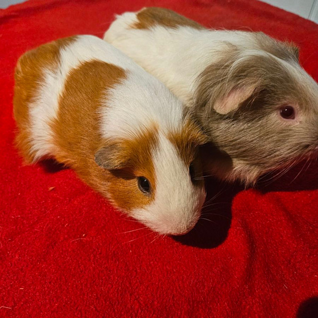 Photo of Loopy And Bo